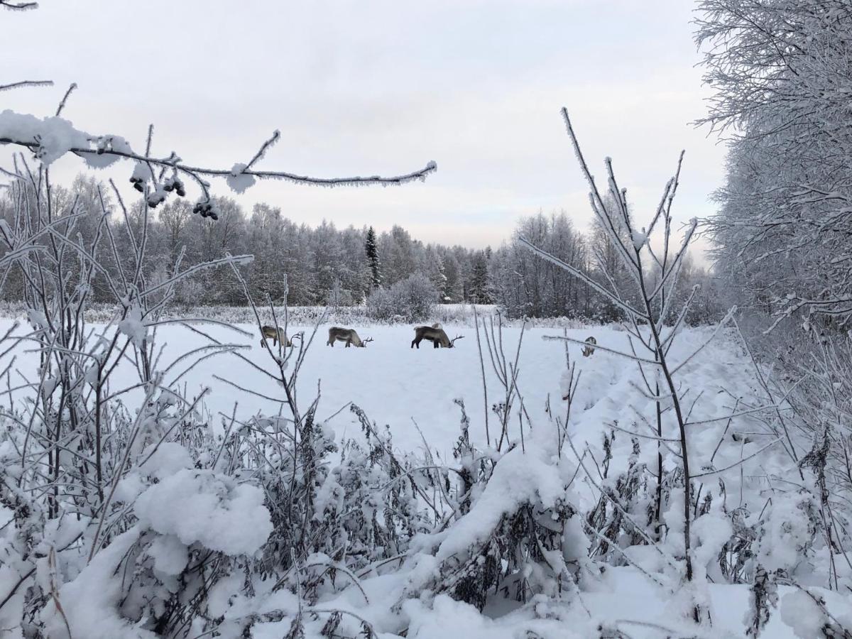 Villa Sandra Rovaniemi Zewnętrze zdjęcie